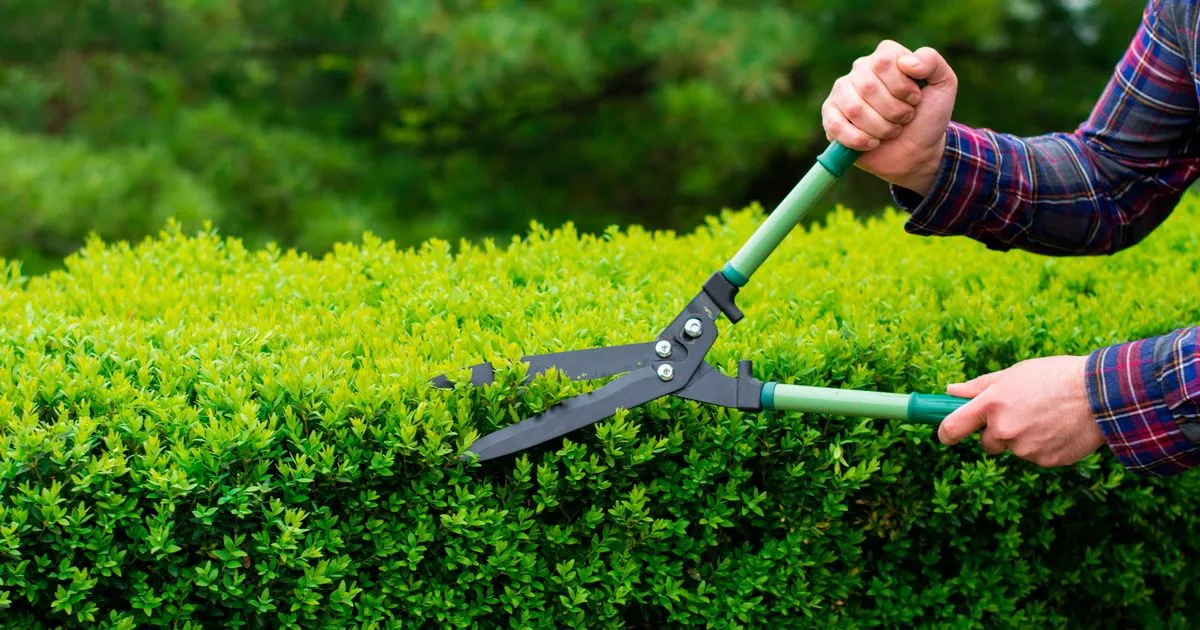 Hedge Trimming